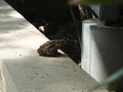 023_Frog.jpg