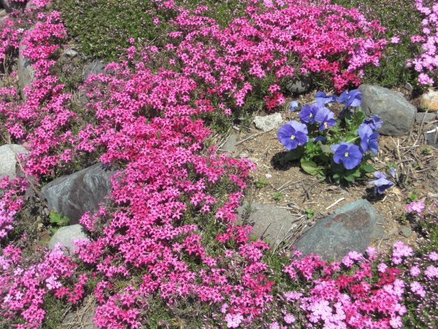20150422-2.JPG