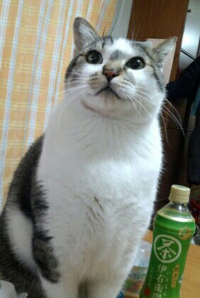 フー.jpg