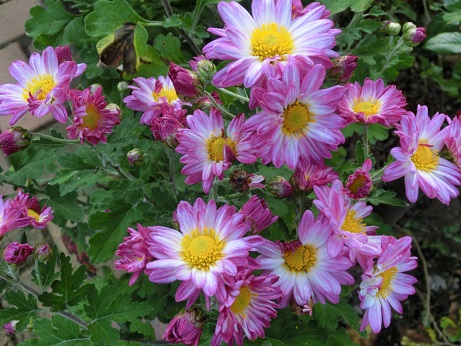 小菊