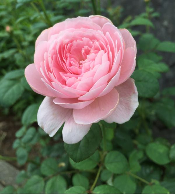 rblog-20160701213715-09.jpg