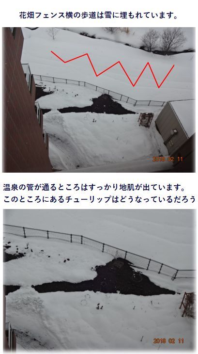 温泉熱で暖めれてチューリップは 雪中運動会は雪降り 小さな花宇宙 そして それから 老いふたりの小宇宙 楽天ブログ