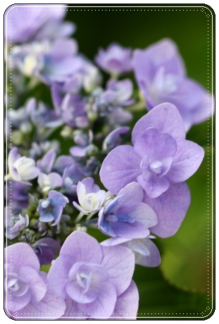 大乗寺丘陵公園-25 城マリー-1 13.6.22