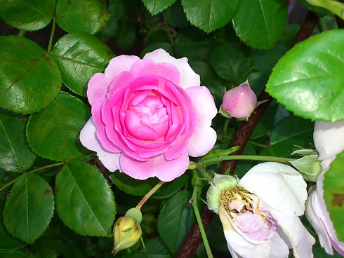 ジャスミーナ　2013.5.29A.jpg
