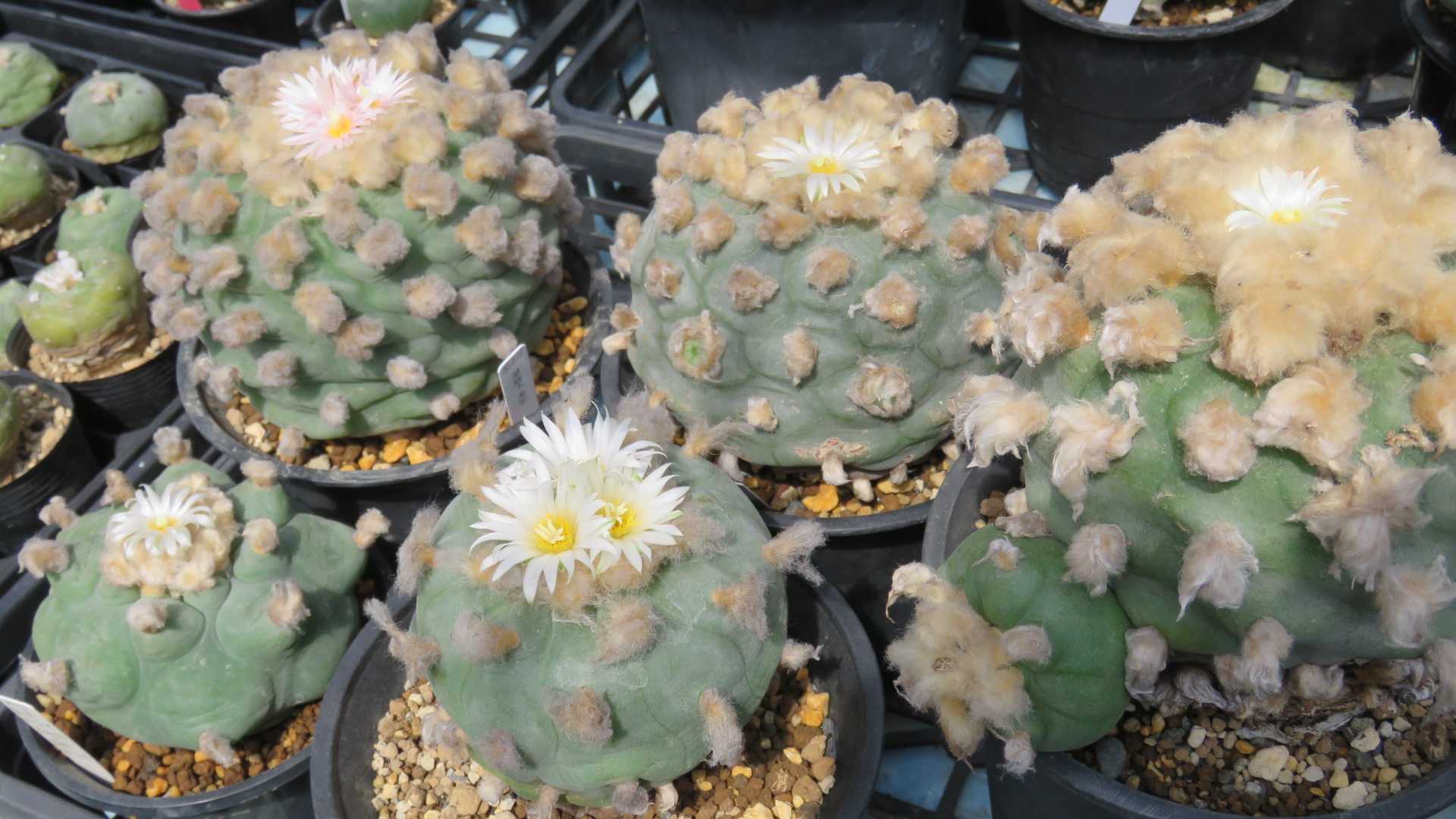 翠冠玉の白い花 | びびるタニサボ達 - 楽天ブログ