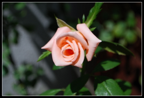 DSC_0007.JPG