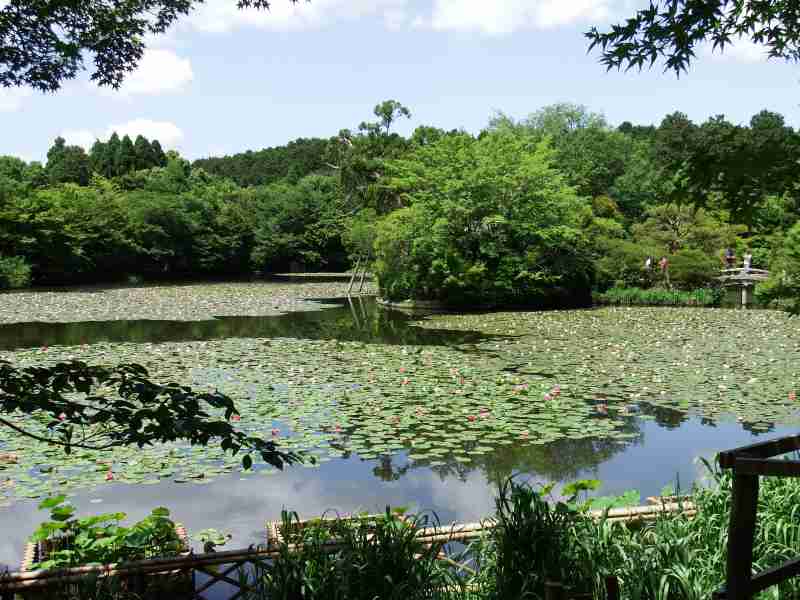 京都 龍安寺 世界文化遺産 へ 鏡容池 きょうようち お散歩うさぎさんのブログ 京都 いろ色 楽天ブログ