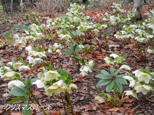 昭和記念公園にて