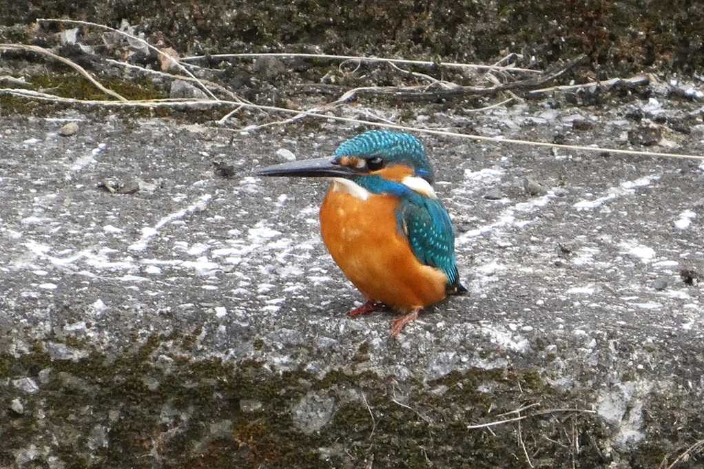 515