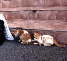 20120719トルコの猫.jpg