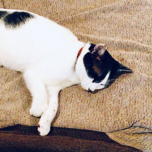 6ページ目の[ いろいろ、あれこれ ]  海辺の生活。 - 楽天ブログ