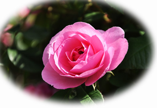 薔薇４