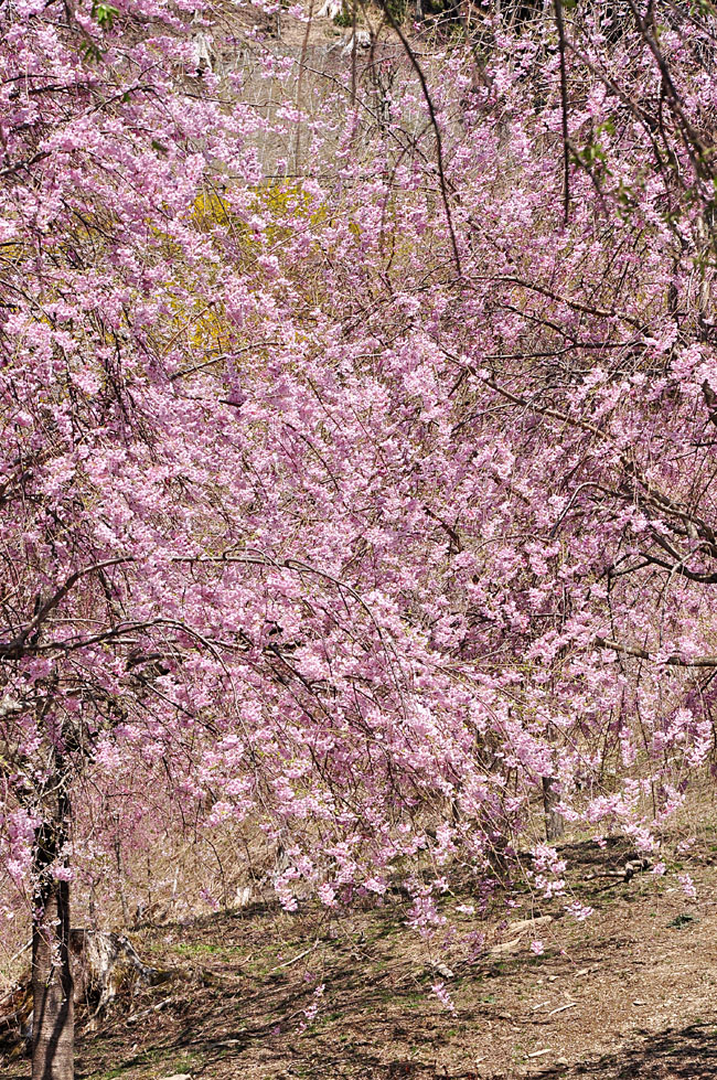 桜５