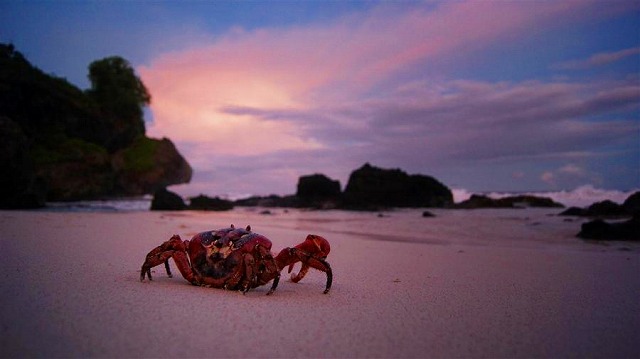 christmas-vk9xi-tourist.jpg