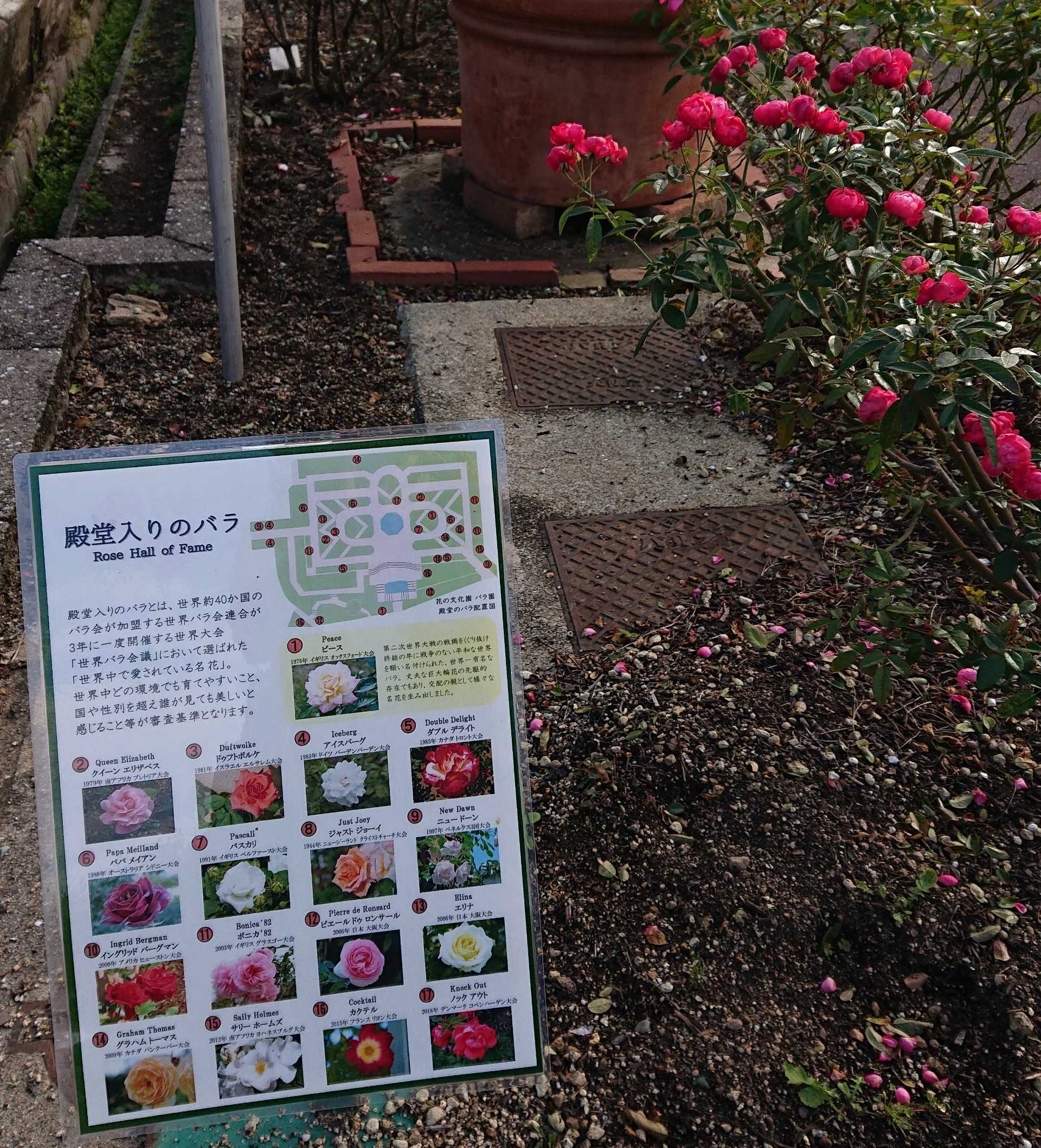 カテゴリ未分類 趣味は園芸だけれども 楽天ブログ