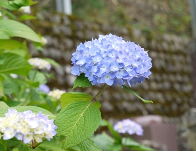 あじさい寺０９