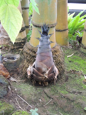 夢の島熱帯植物園02