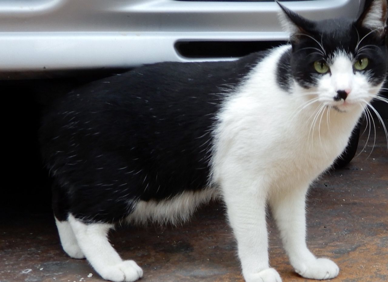 迫り来る猫たち の巻 人さまのネコ 楽天ブログ