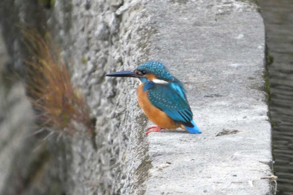 515