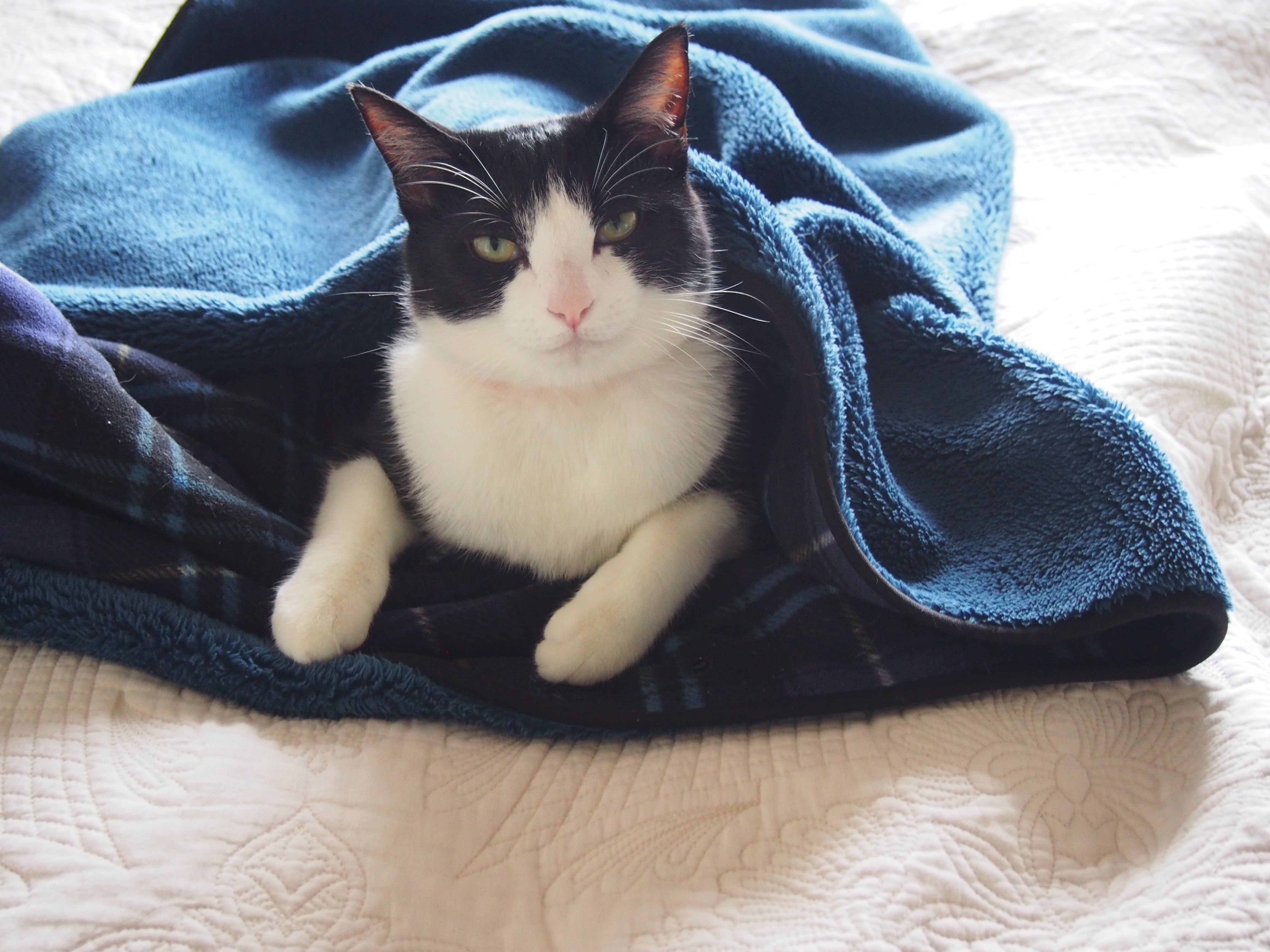 寒さに弱い北海道猫 ねこと一緒のおだやか生活 楽天ブログ