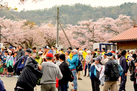 参加者と桜