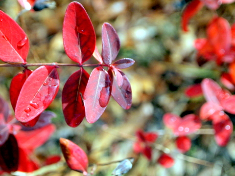 紅葉