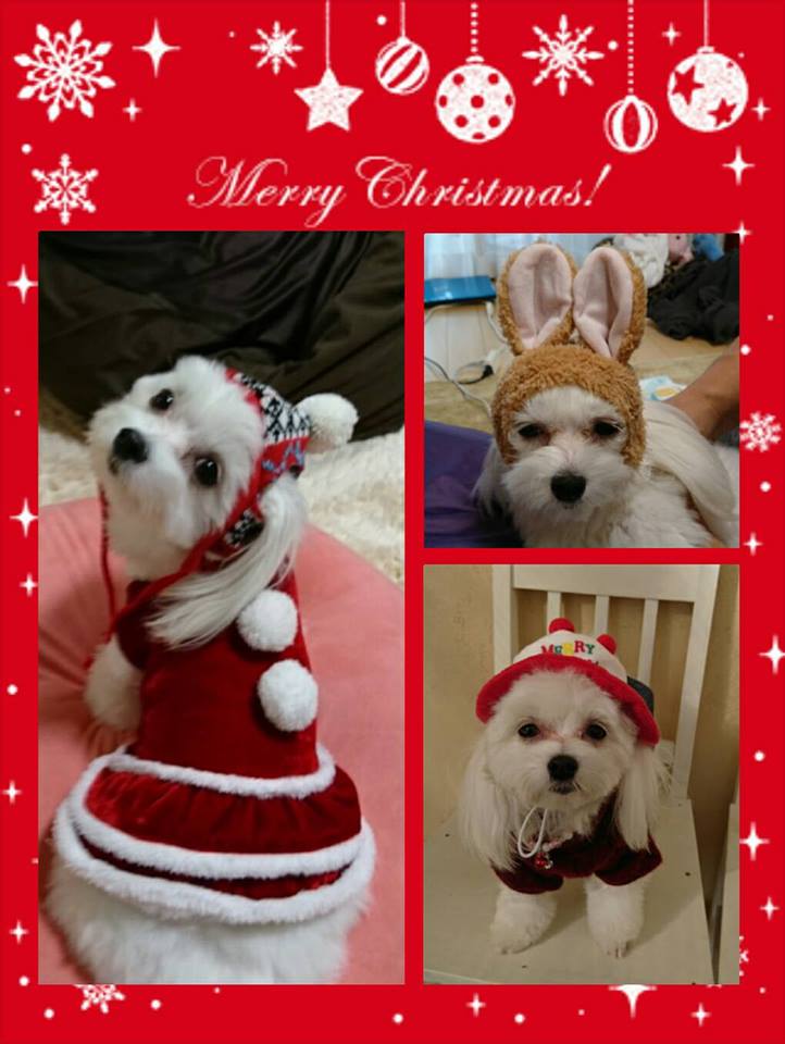 fb2016クリスマス_さん ホンダ ゼストさん