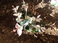 12.11  hatuyukikazura.jpg