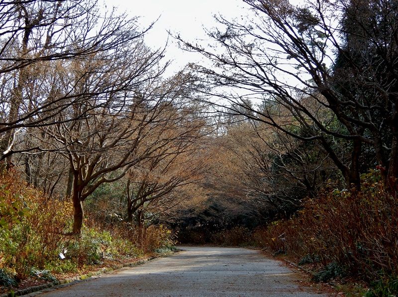 あじさい坂1