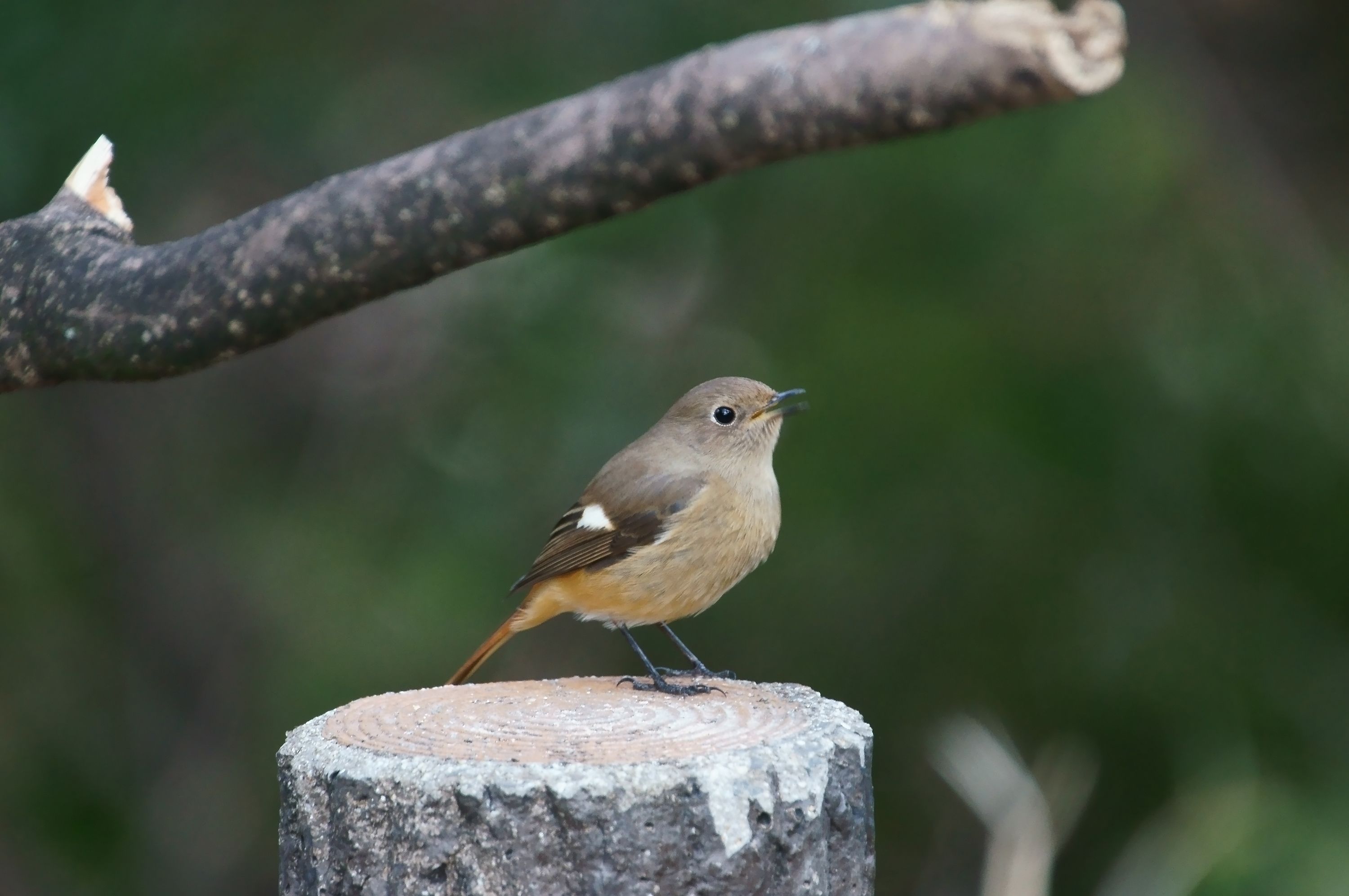 大阪都市公園の野鳥たち ジョウビタキ メス の反芻 野鳥との日常生活を綴る 楽天ブログ 大阪都市公園の野鳥たち ジョウビタキ メス の反芻 野鳥との日常生活を綴る 楽天ブログ