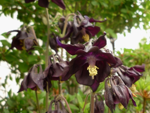 P1150092 (500x375).jpg