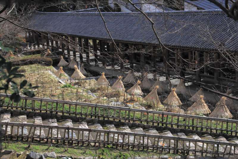 長谷寺_004登廊と冬牡丹菰.jpg