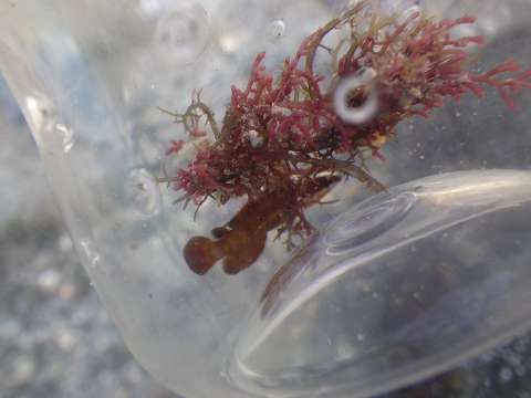 串本磯採集2016年10月上旬39　トゲタナバタウオ（Belonepterygion fasciolatum）の幼魚