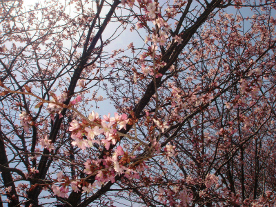 DSC08043.jpg
