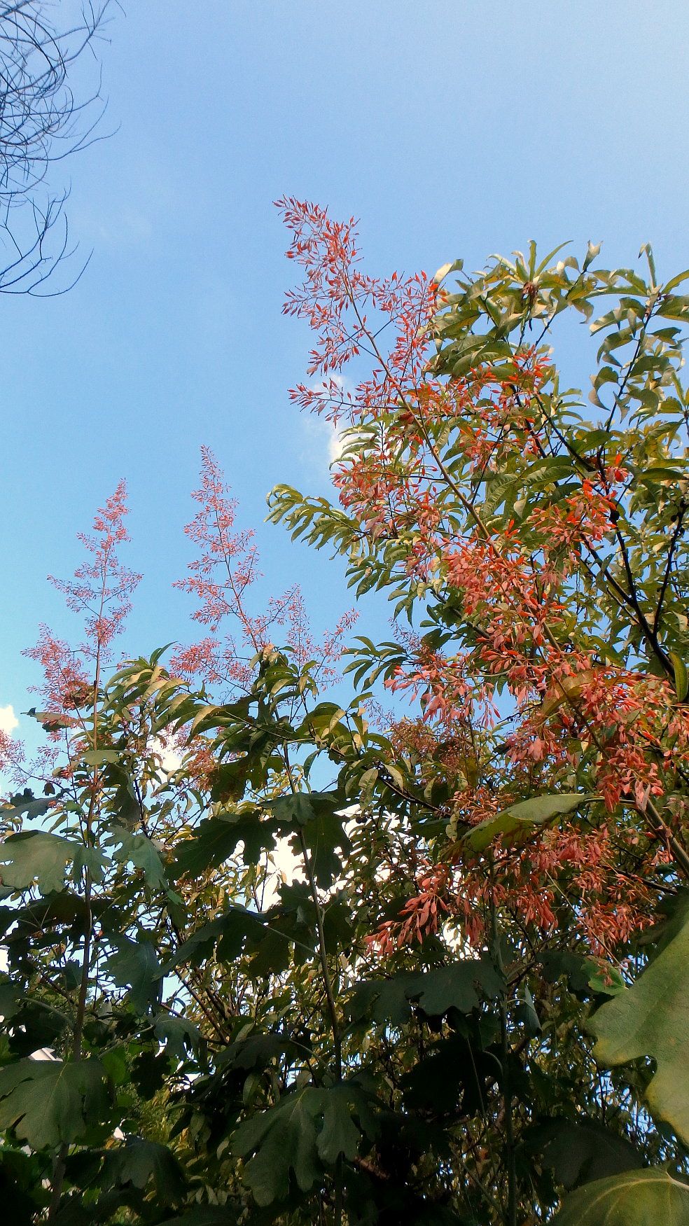 タケニグサ 皇帝ダリア オミナエシ カリガネソウ ほか 半田山植物園 ほか 楽天版じぶん更新日記 楽天ブログ
