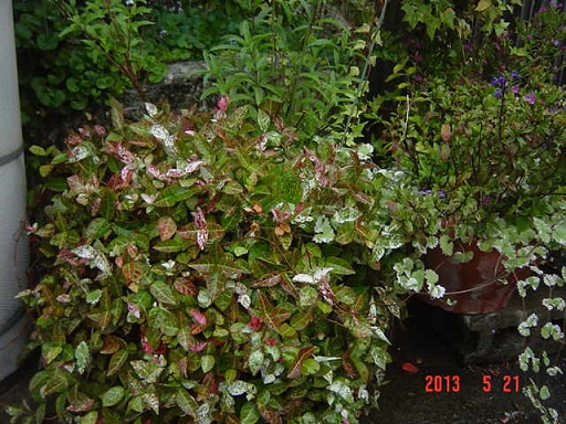 DSC01102.JPG