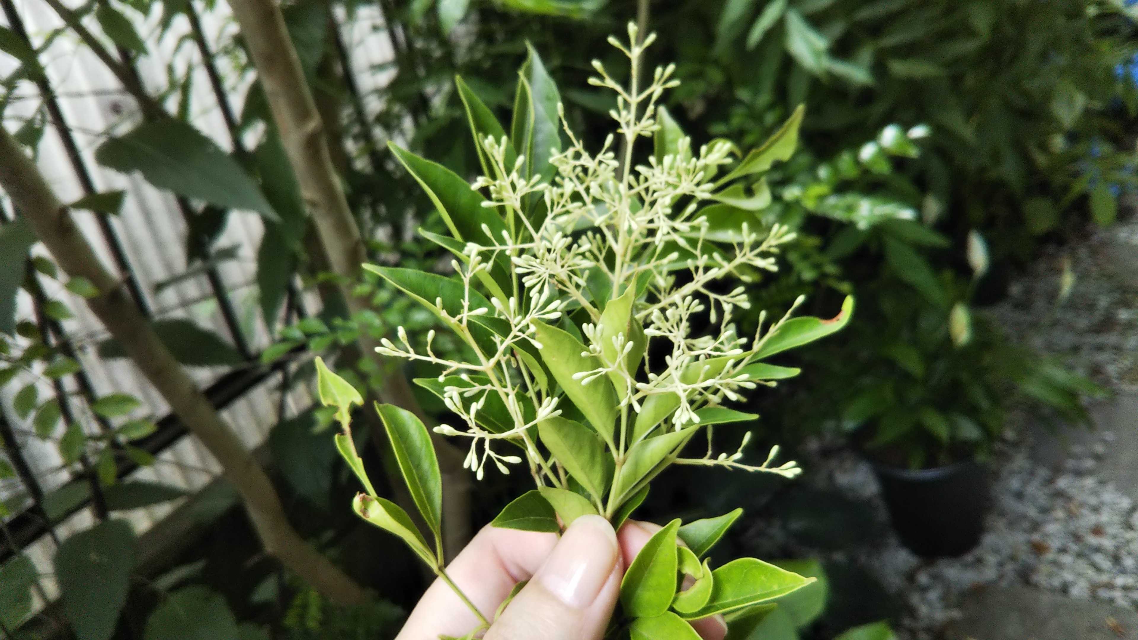 シマトネリコの初めての蕾 アスター開花 アジサイ シェードガーデンと猫 楽天ブログ