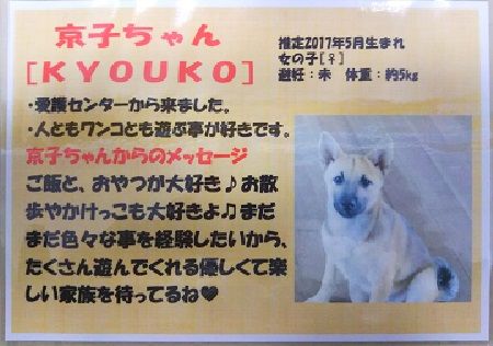 マリホ ピースワンコ 犬の里親募集中 犬たちのレストラン 楽天ブログ