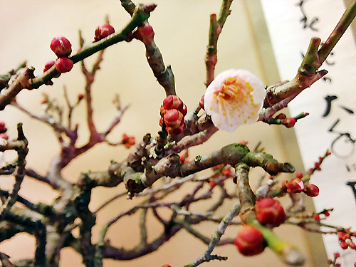 0128ume02.jpg