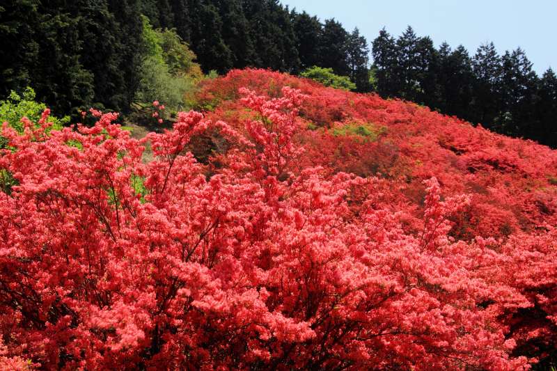 葛城山のツツジ_002.jpg