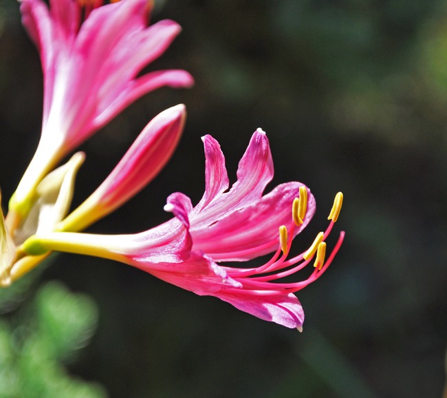 コリウス２