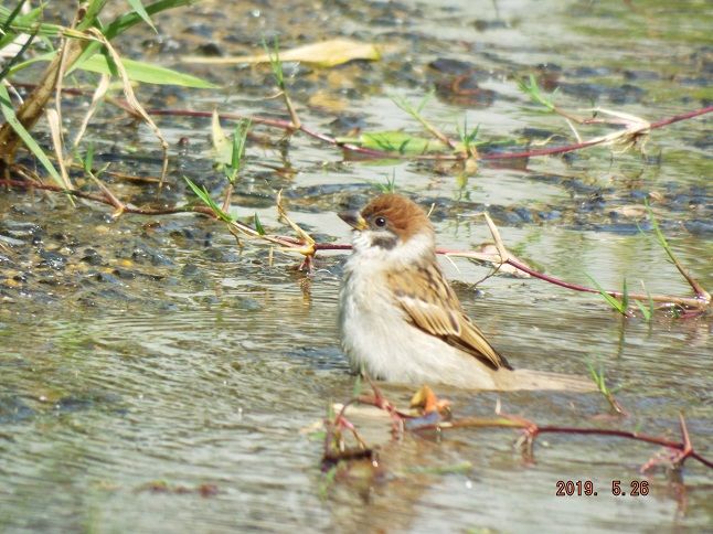 テッポウユリはマリア様の花へ 雀の水浴び 私の英語 老いてこそ勉強 楽天ブログ