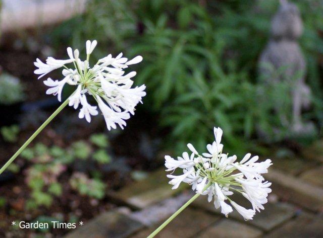 Agapanthus