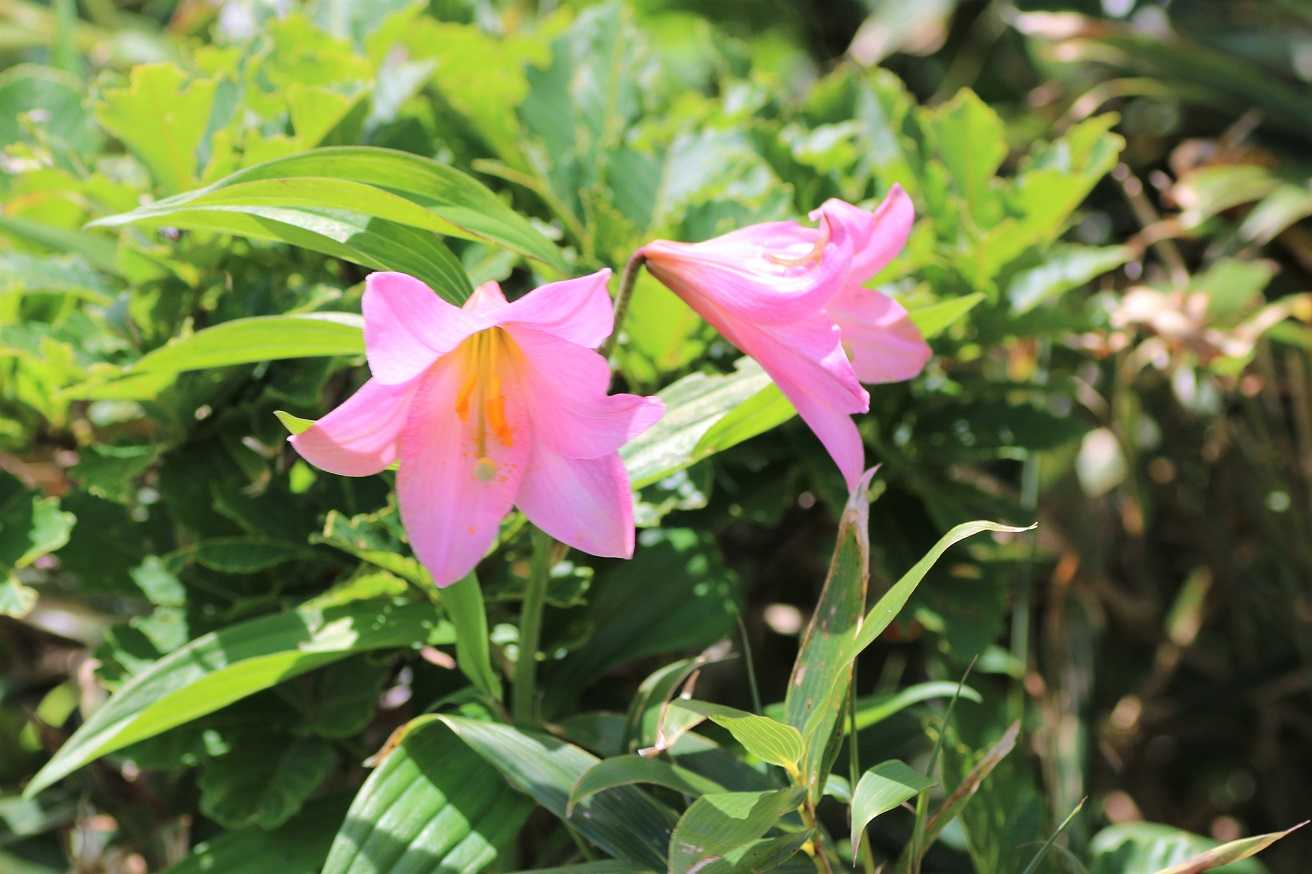 ヒメサユリと飯豊連峰に会いに・・・ | 花蝶山星 - 楽天ブログ