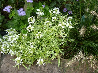 P1250154ss.jpg