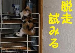 よじのぼｔる