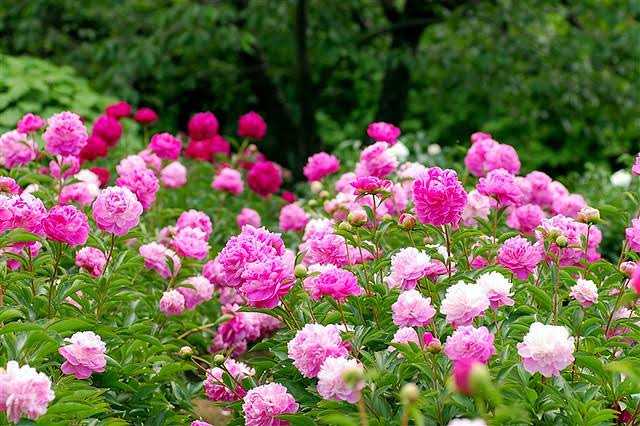 pink_peonyのブログ