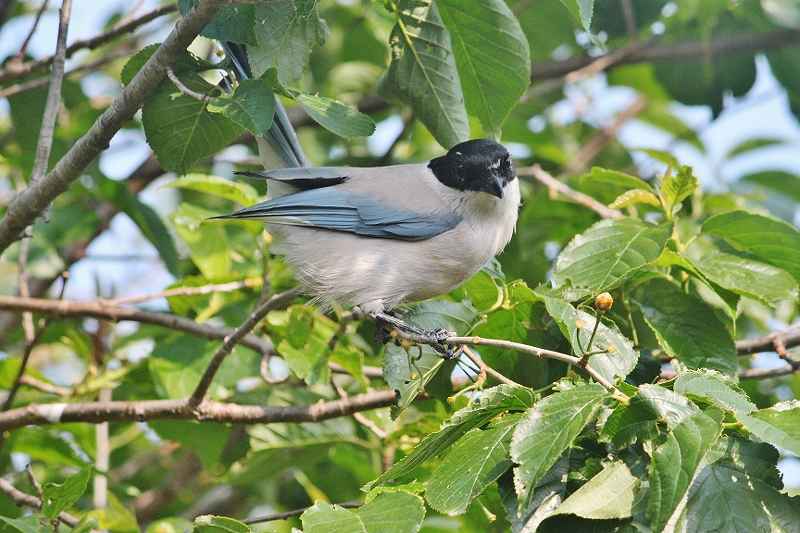 IMG_1372 (800x533).jpg