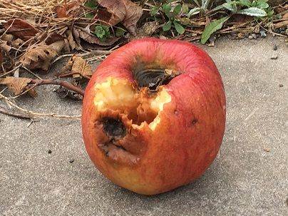 腐ったリンゴを庭に置いてみた パスカルの不動産日記 楽天ブログ