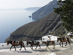 サントリ-ニ島ロバ